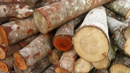 Full frame shot of logs in forest