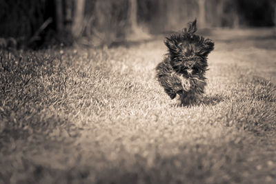 Portrait of dog on grass