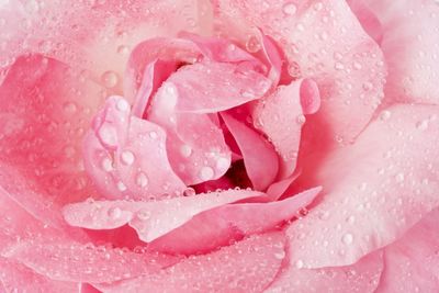 Blossoming pink rose with water drops close up