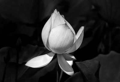 Close-up of white flowering plant