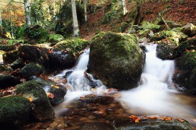Scenic view of waterfall in forest
