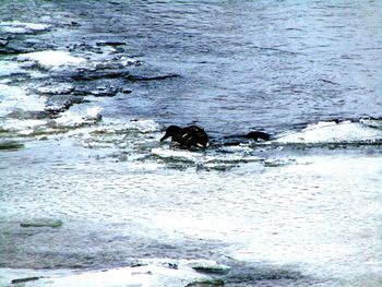 View of bird in sea