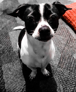 Close-up portrait of dog at home