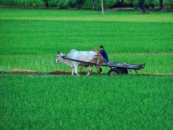 Side view of farmer on ox cart at rice paddy