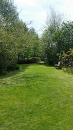 Trees on grassy field