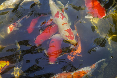 koi