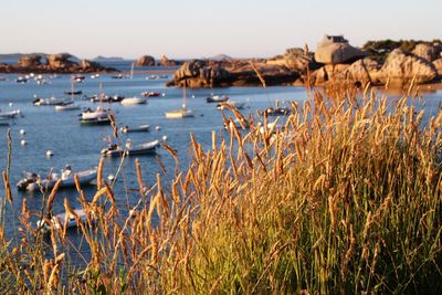 Plants against sea