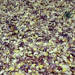 Full frame shot of leaves