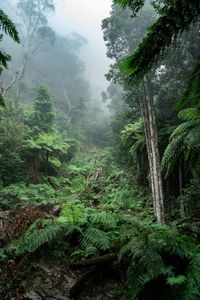 Trees in forest