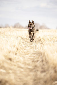 Dog running on land