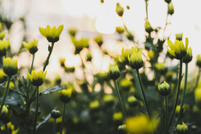 Close-up of flowering plant