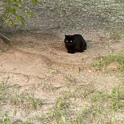 Portrait of black cat sitting on land