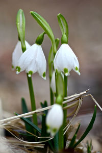 Close-up of white flower blooming outdoors
