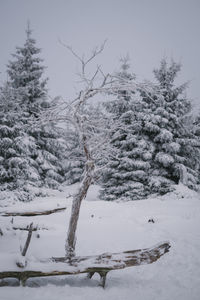 Trees on snow covered landscape