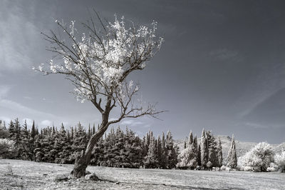 Bare tree on snow covered field against clear sky