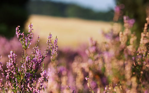 Close-up of purple flowering plants on field