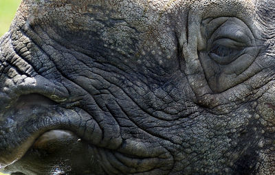 Close-up of rhinoceros