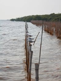 Wooden posts in river against clear sky