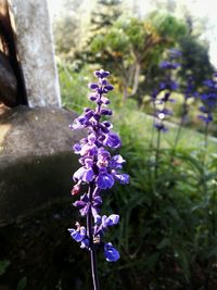 Close-up of purple flowers blooming outdoors