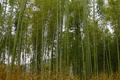 Low angle view of bamboo trees in forest