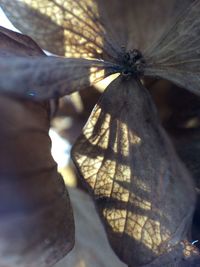 Close-up of human hand