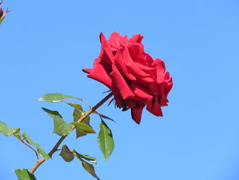 Close-up of red rose against blue sky