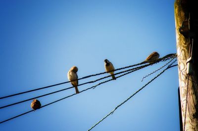 Low angle view of bird perching on tree against clear blue sky