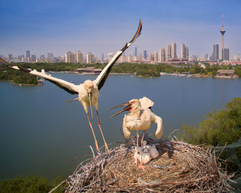 Storks with chicks perching on nest against river in city