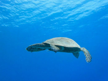 View of turtle swimming in sea