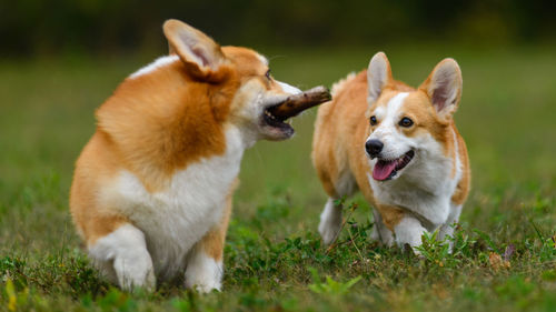 Two happy corgi playing in a green field