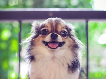 Close-up portrait of a dog