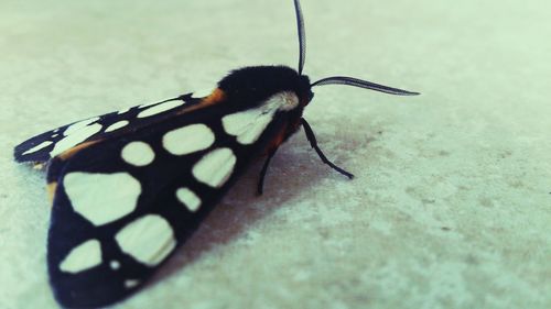 Close-up of butterfly