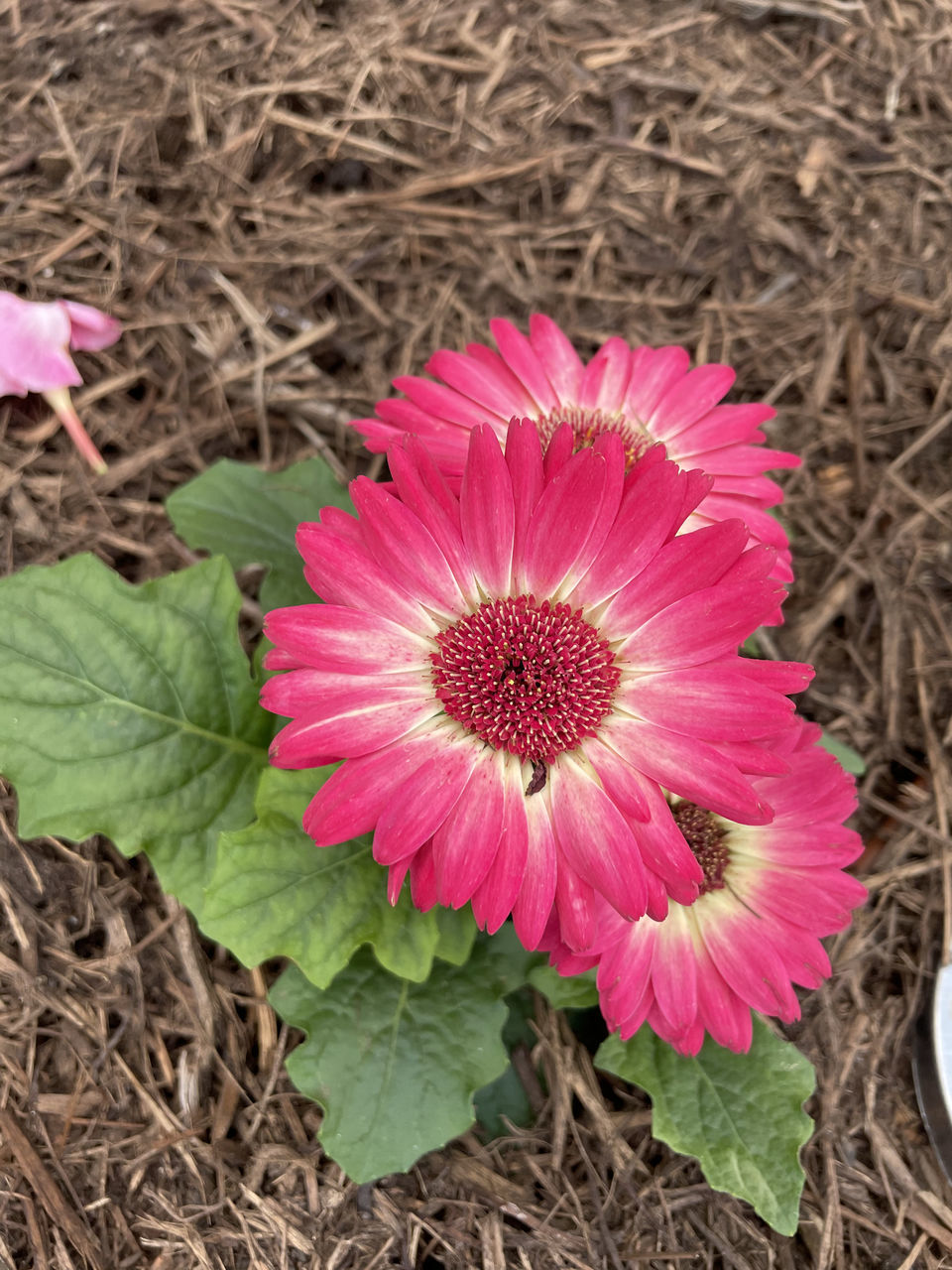 CLOSE-UP OF PINK FLOWERING PLANTS