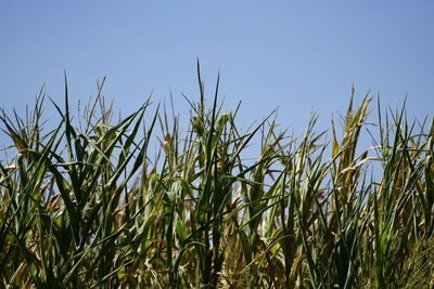 View of stalks in field against clear blue sky