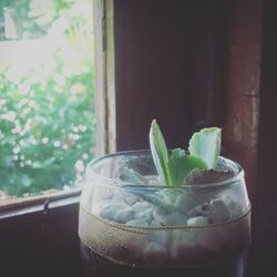 Close-up of potted plant on window sill