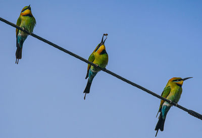 Low angle view of birds perching on cable