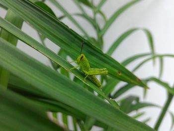 Close-up of insect on leaf