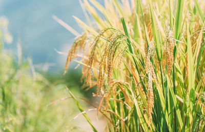 Close-up of rice plants growing on field