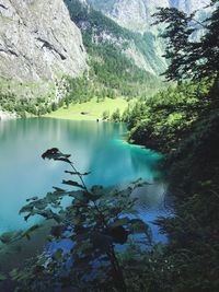 Scenic view of lake amidst trees in forest