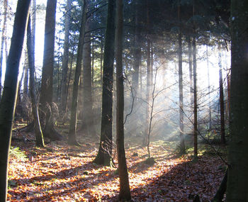 Trees in forest