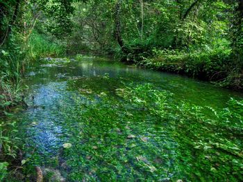 River stream amidst trees in forest