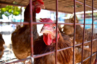 Close-up of roosters in cage