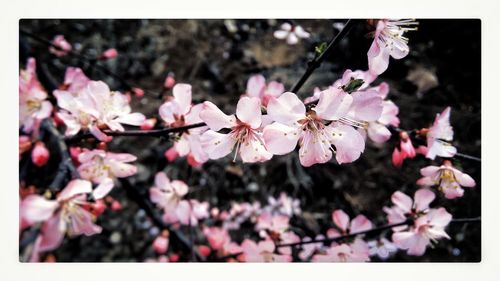 Close-up of pink flowers