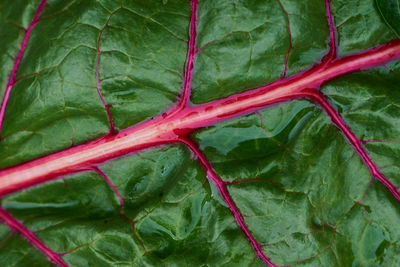 Full frame shot of fresh green leaf