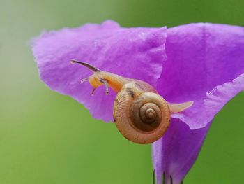 Close-up of snail on purple flower
