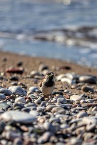 View of birds on beach