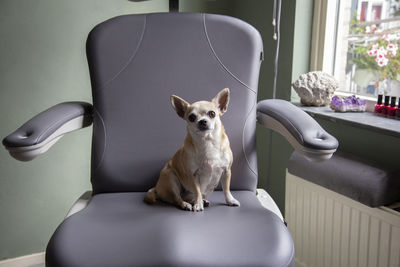 A white and yellow chihuahua sits in a clinical chair staring