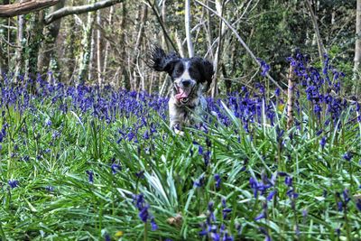 Dog running through purple flowers on field