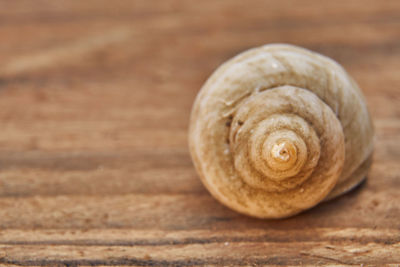 Close-up of snail on wood