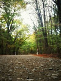 Surface level of road amidst trees in forest